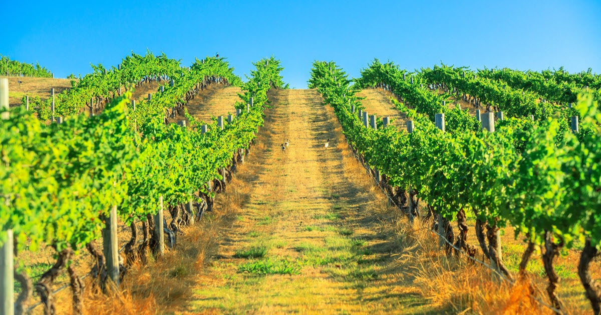 10 Best Wineries in Margaret River Wineries Map Summerstar
